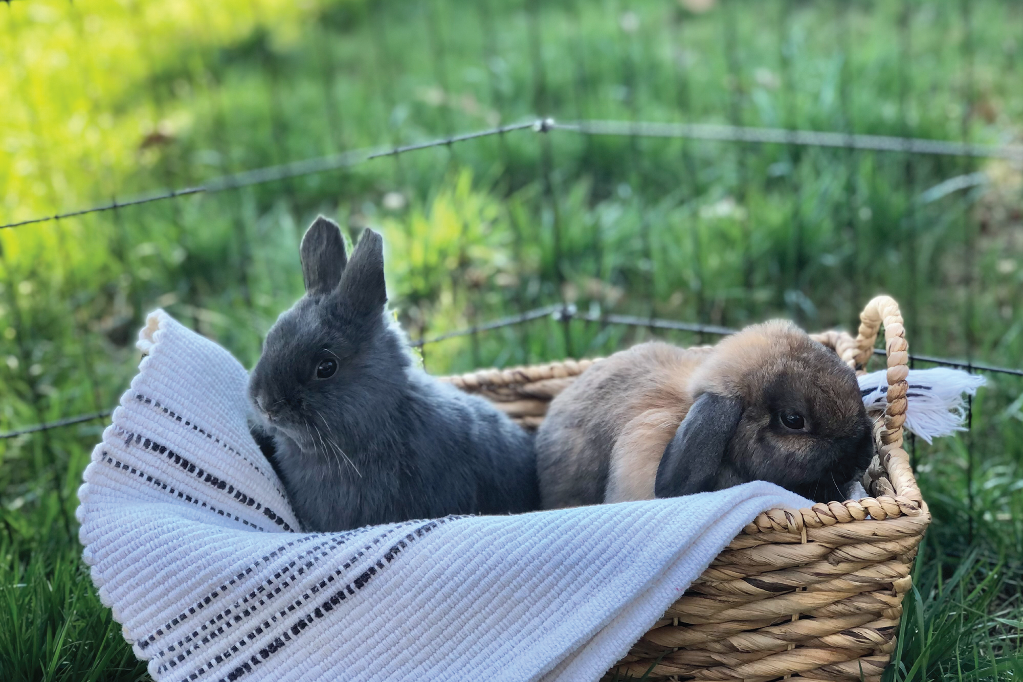 Bunny snuggles are a wonderful gift for anyone! Enjoy a 30 minute private bunny snuggling session with our Netherland Dwarf bunny, Kip, and our miniature Holland Lop, Naomi!