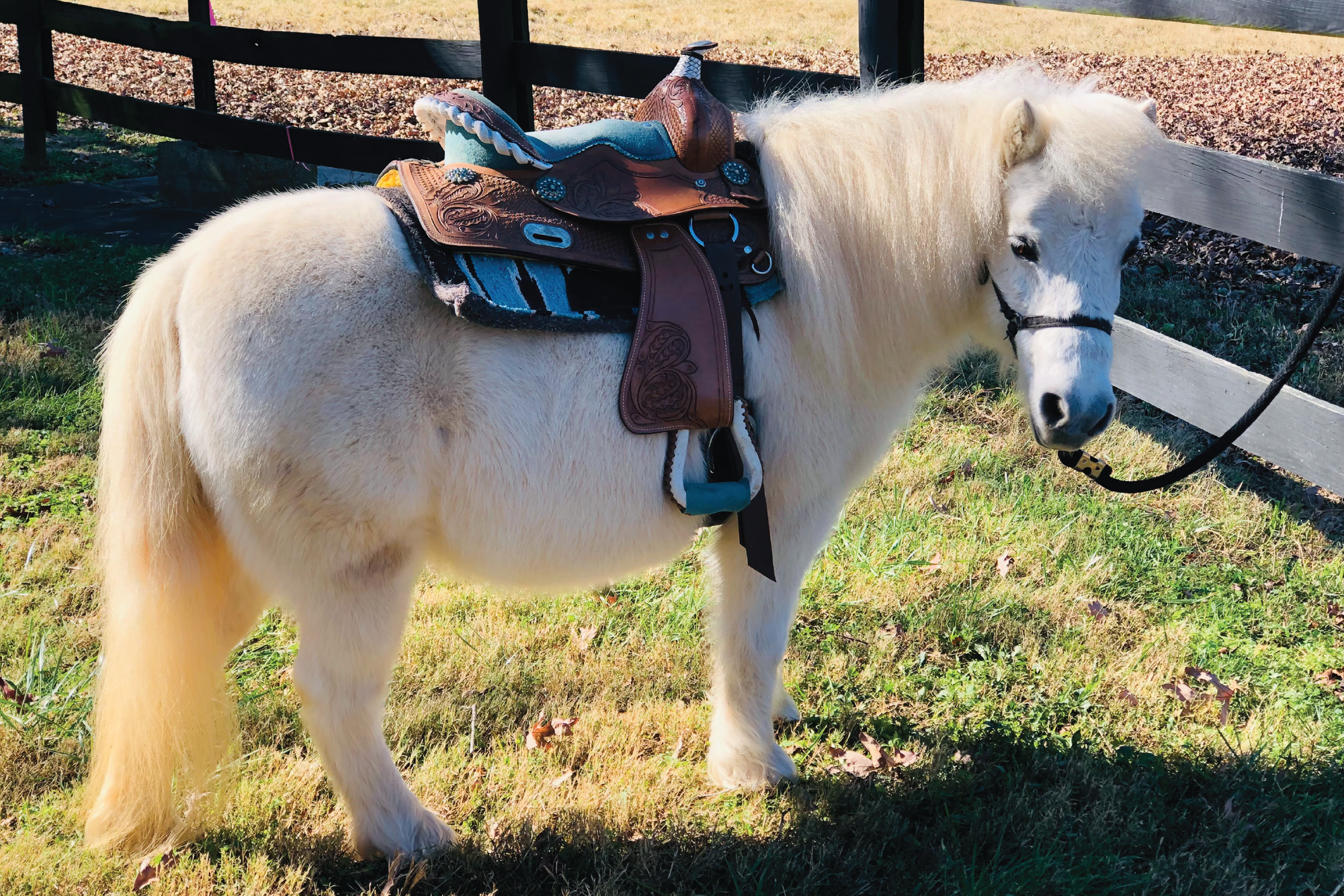 During the Mini Pony ride experience participants will learn to brush, tack up, and ride one of our mini ponies!