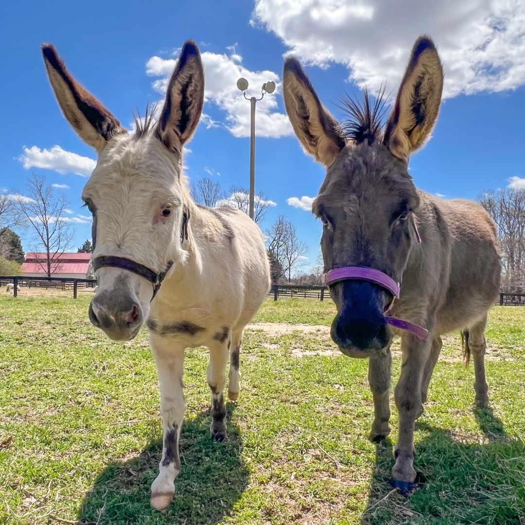 Mini Donkey Magic