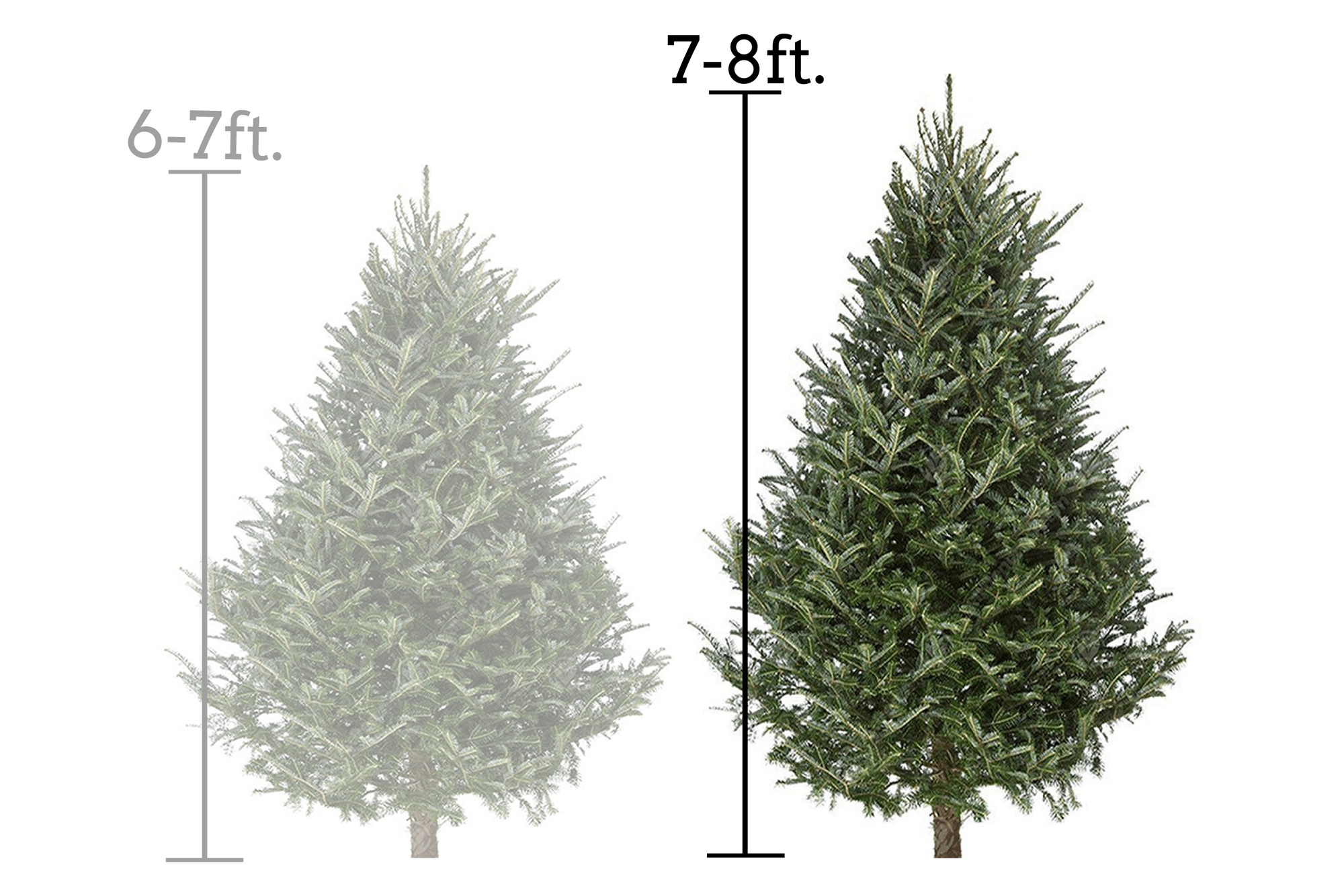 Premium Fraser Fir Tree 7-8'