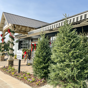 Premium Fraser Fir Tree 7-8'