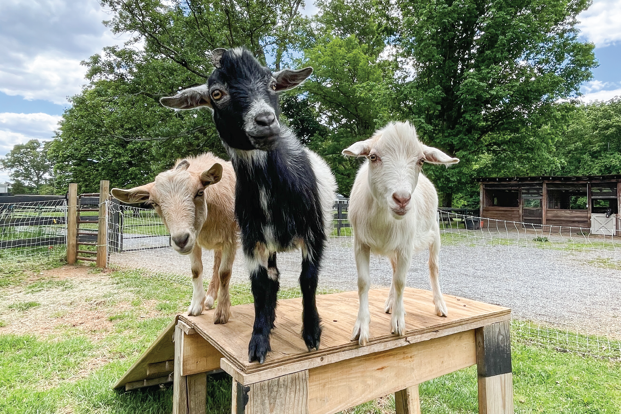 The Mini Goat Playtime experience encompasses learning to care for, feed, leash walk, and play with our sweet baby goats!