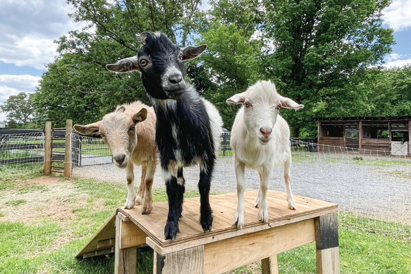 Mini Goat Playtime - The Market at Summerfield Farms